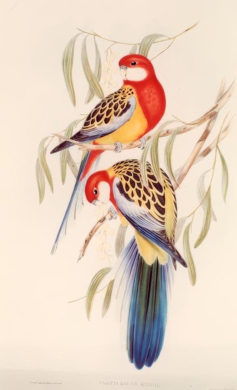 Andulka černá / Chromolitograf. proti. J. Gould od H.C. Richter