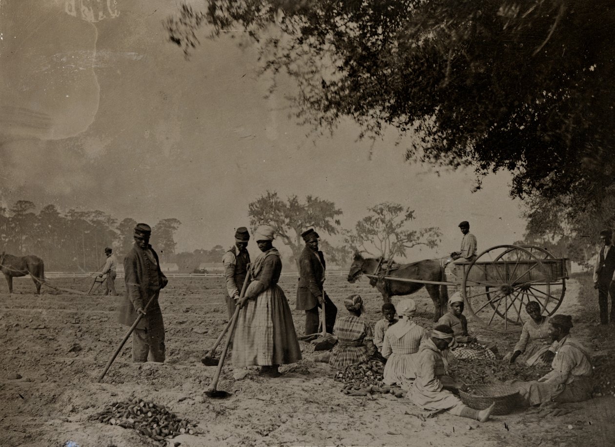 Pěstování sladkých brambor, Hopkinsonova plantáž, Edisto Island, Jižní Karolína, 1862 (černobílá fotografie) od H.P. Moore