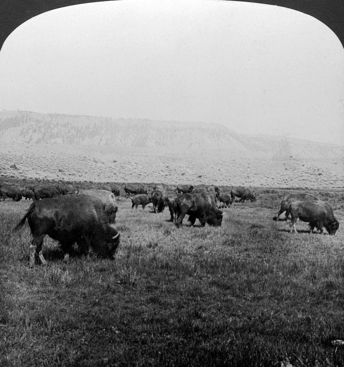 Buffalo, Yellowstonský národní park, USA. od H. C. White