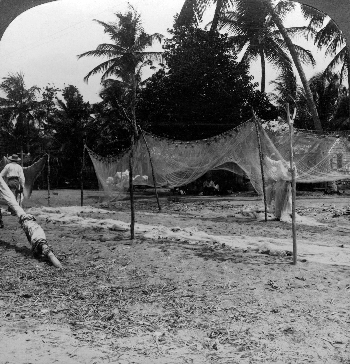 Rybáři suší své sítě na pláži, Basseterre, St Christopher, Západní Indie. od H. C. White