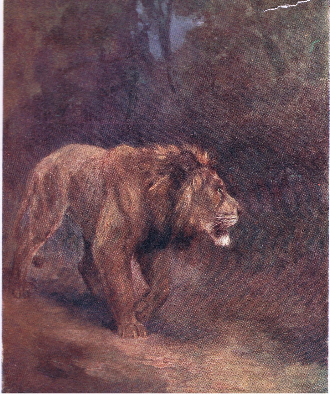 Lev v africkém lese od H. Dixon