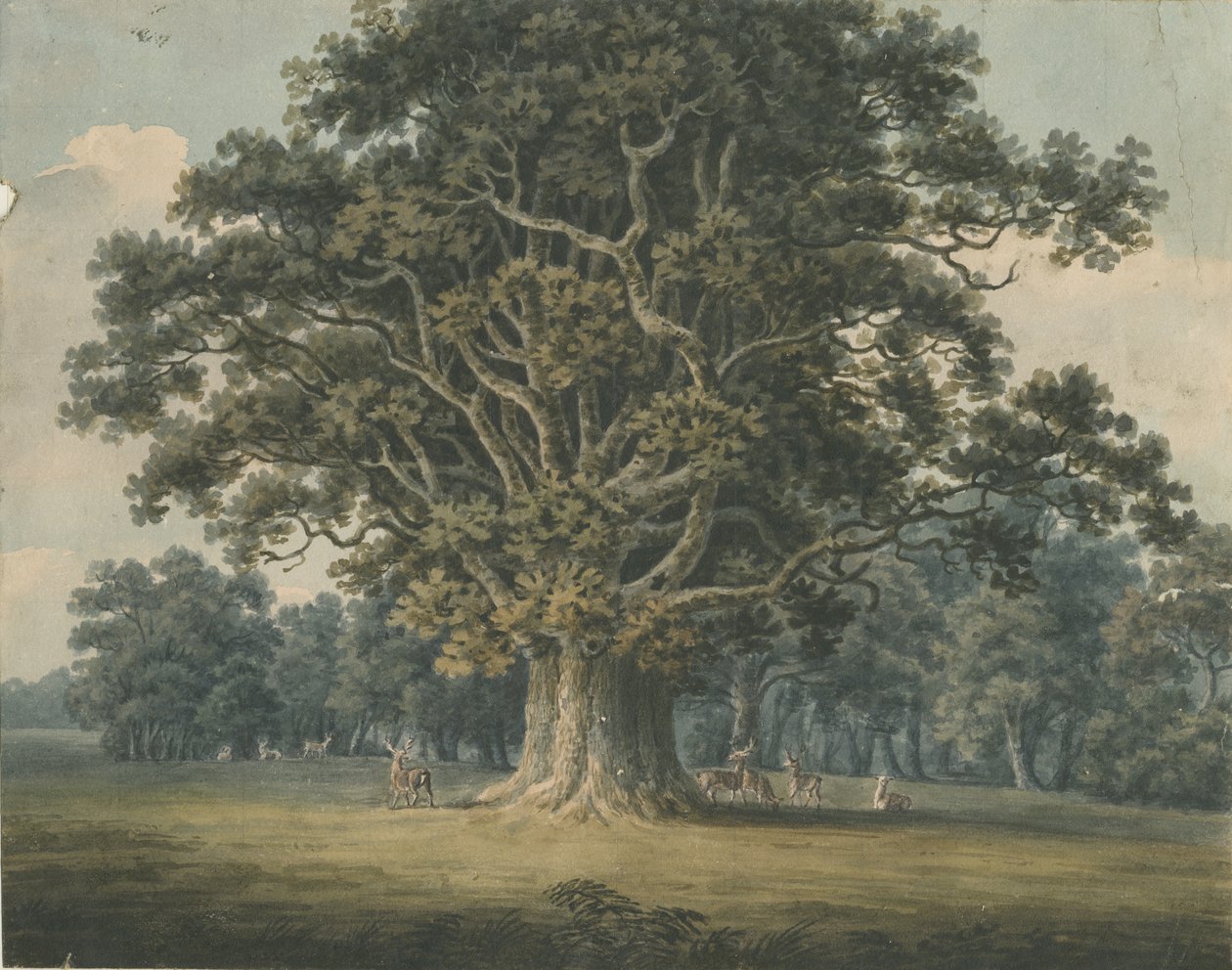 Needwood - Swipcar Oak: malba akvarelem a [? počátek 19. století] od H Moore