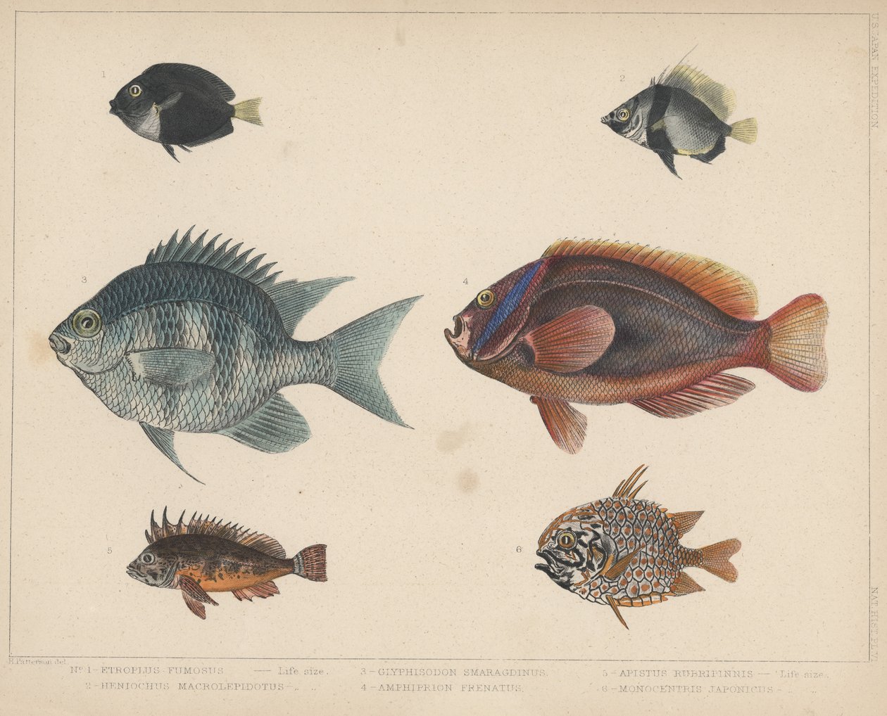 1. Etroplus Fumosus, 2. Heniochus Macrolepidotus, 3. Glyphisodon Smaragdinus, 4. Amphiprion Frenatus, 5. Apistus Rubrippinis, 6. Monocentris Japonicus od H. Patterson
