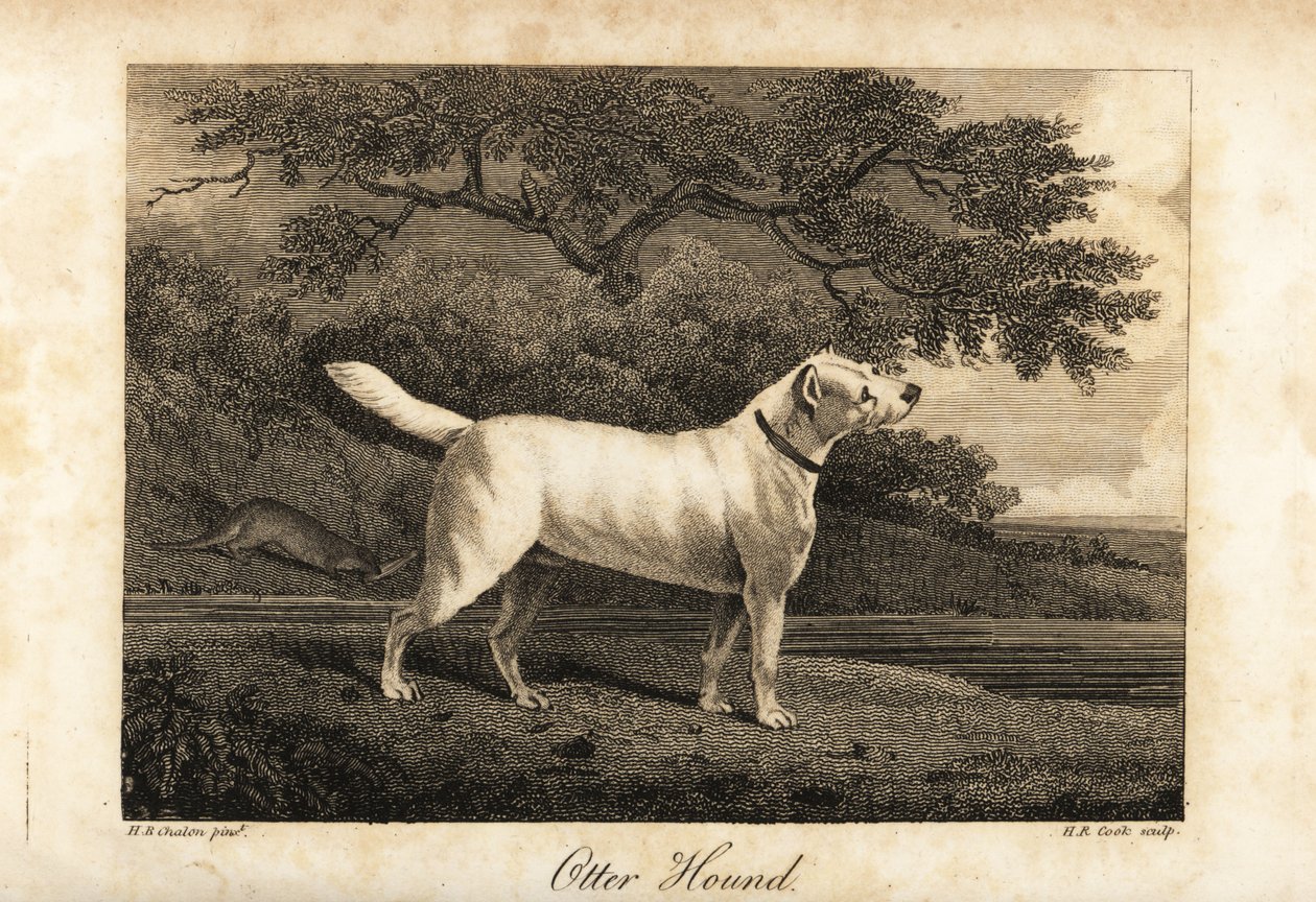 Portrét posledního zbývajícího vydřího honiče v Británii v roce 1812, ve vlastnictví Hon od H. R. Cook