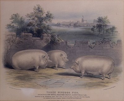 Tři prémiová prasata chovaná princem Albertem na hradě Windsor, (vyryto H. Staffordem (fl. 1829) 1843 od H. Strafford