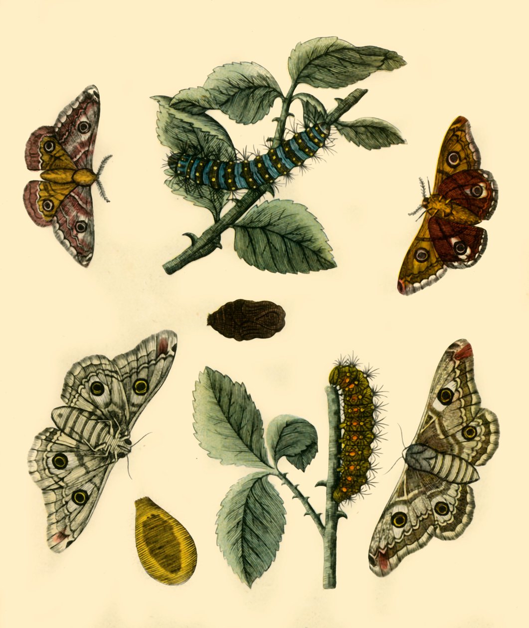 "Císař Moth", 1749, 1943. od H Terasson