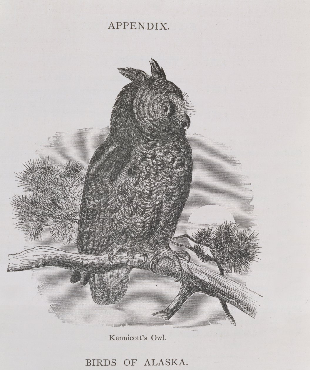Kennicotts Owl, from Aljaška and its Resources, William H. Dall, rytý H. H. Nicholls, pub. 1870 od H. W., Elliot