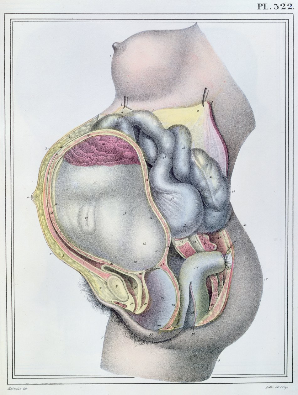 Anatomie těhotné ženy, z 