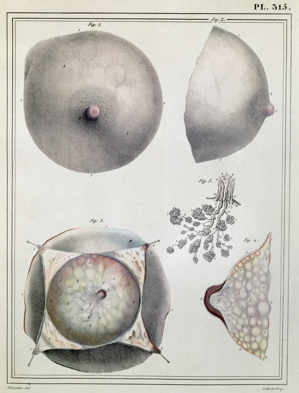Anatomie prsou, z 