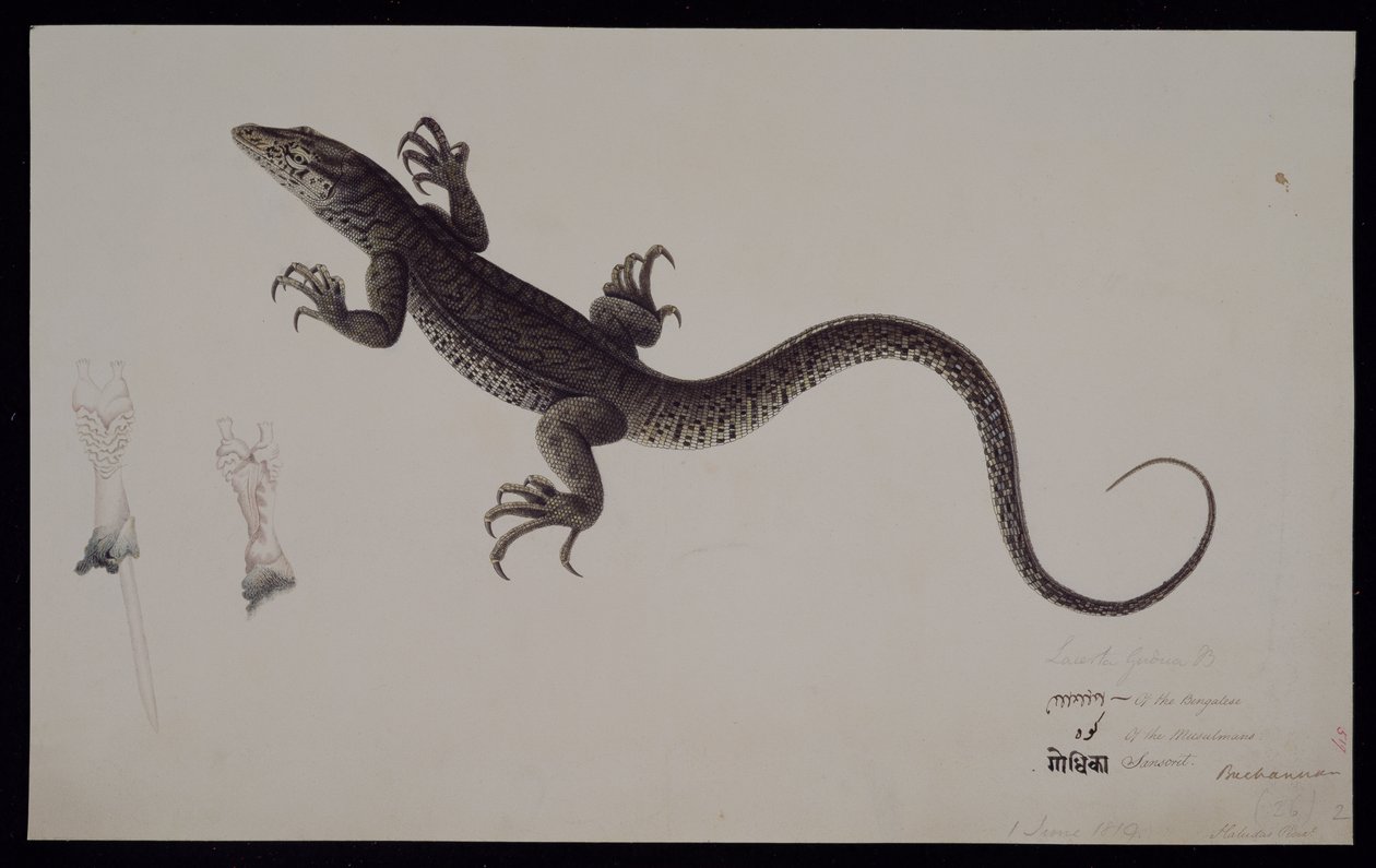 Monitor „Lacerta Gudua“, ze sbírky Francise Buchanana, kolem roku 1804 (akvarel a pero a inkoust na papíře) od Haludar