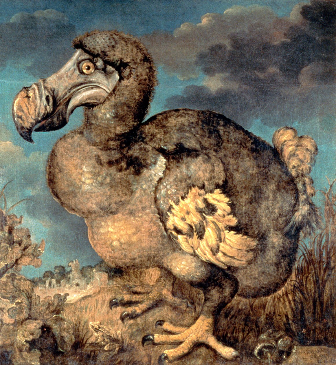 Dodo, 1651 od Hans I Savery