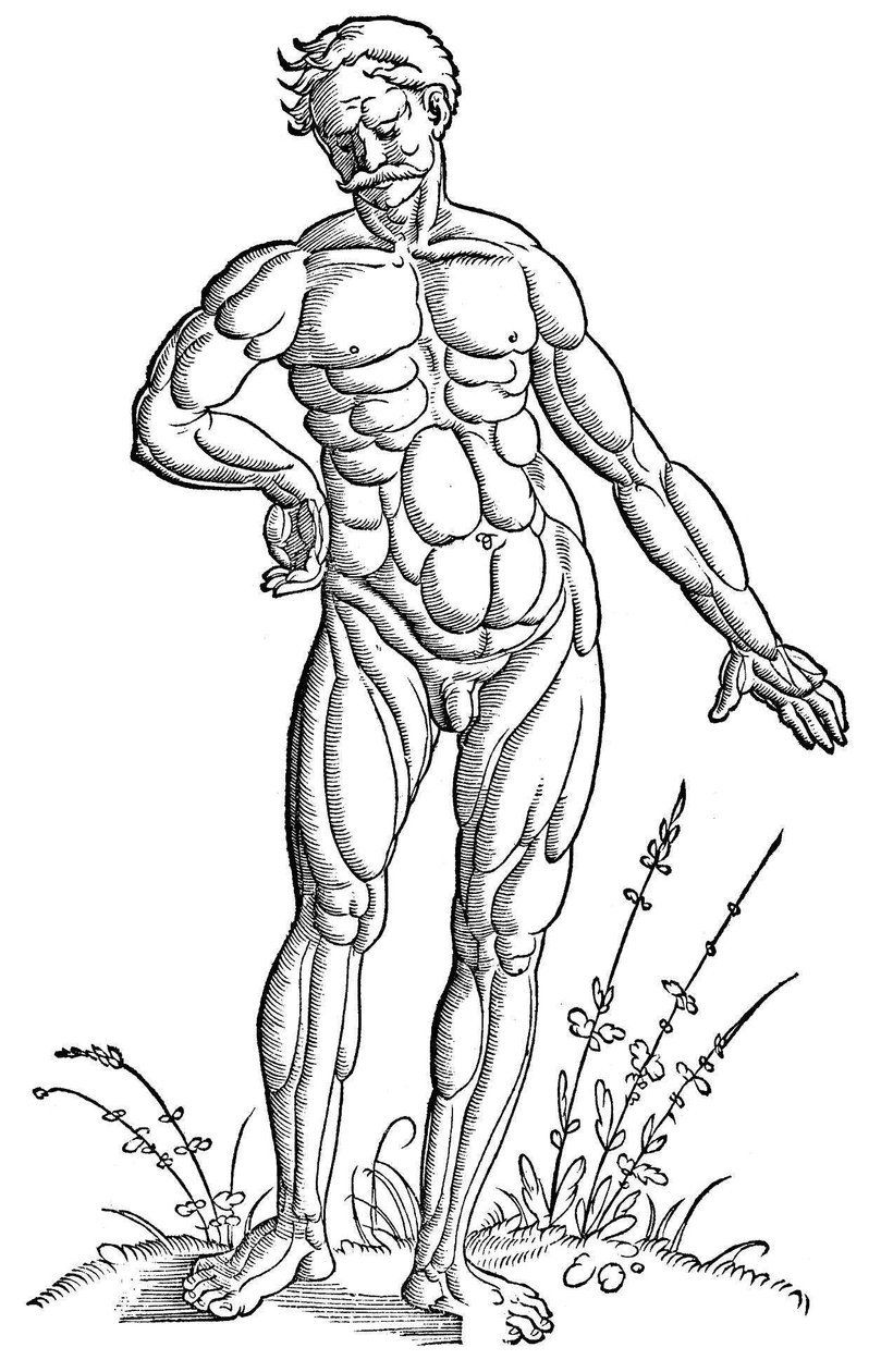 Baldung - Anatomie - Člověk od Hans Baldung Grien