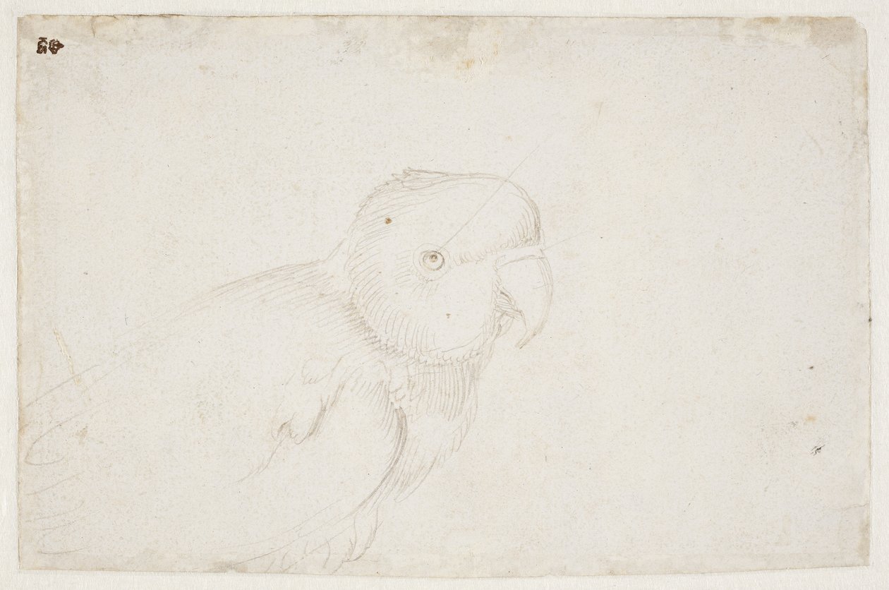Andulka od Hans Baldung Grien