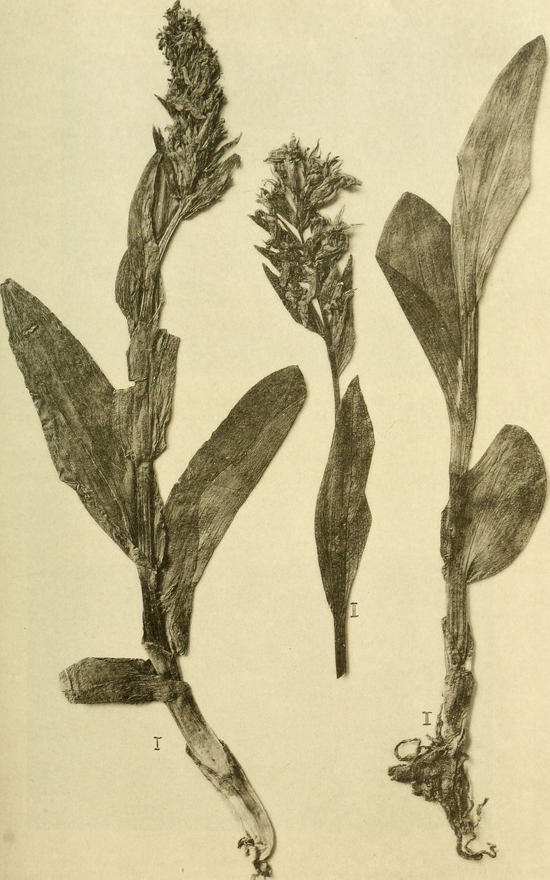 Letopisy K.K. Přírodovědné dvorské muzeum (1914) (18196503932) od Hans Fleischmann