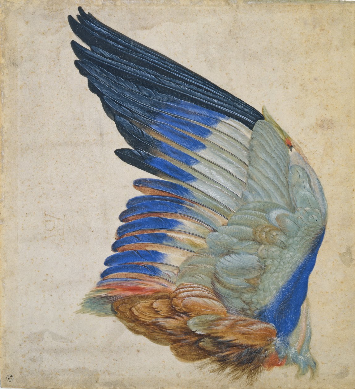 Křídlo modrého válečku, kopie originálu Albrechta Durera z roku 1512 od Hans Hoffmann