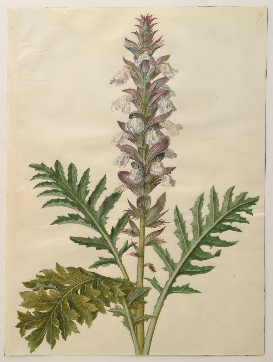 Acanthus mollis z alba Gottorfer Codex, c.1650 (kvaš na pergamenu) od Hans Simon Holtzbecher