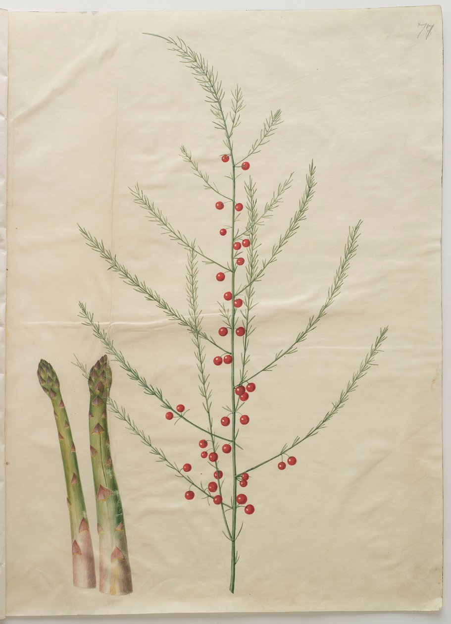 Asparagus officinalis z alba Gottorfer Codex, c.1650 (kvaš na pergamenu) od Hans Simon Holtzbecher