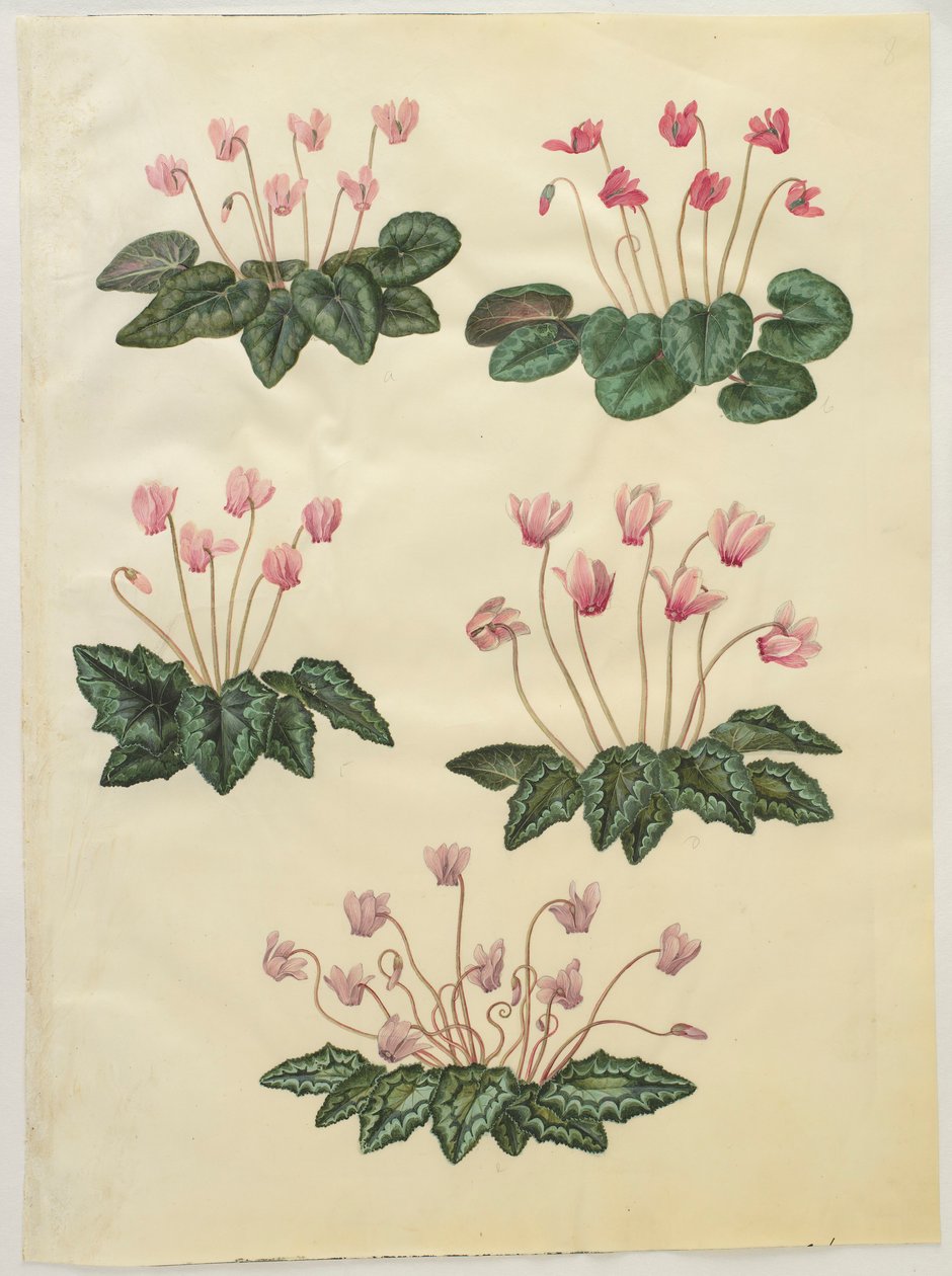Cyclamen purprascens z alba Gottorfer Codex, c.1650 (kvaš na pergamenu) od Hans Simon Holtzbecher