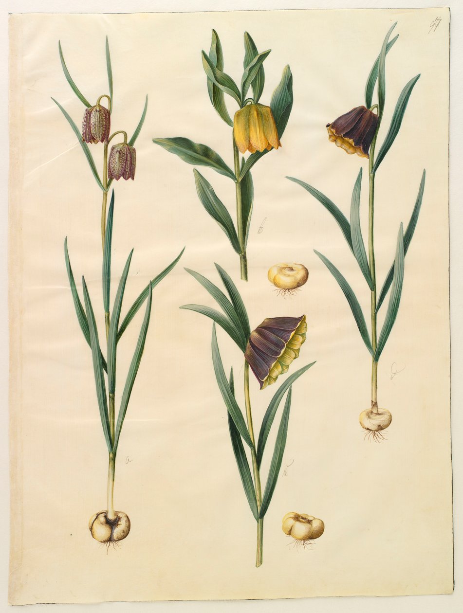 Fritillaria meleagris z alba Gottorf Codex, c.1650 (kvaš na pergamenu) od Hans Simon Holtzbecher