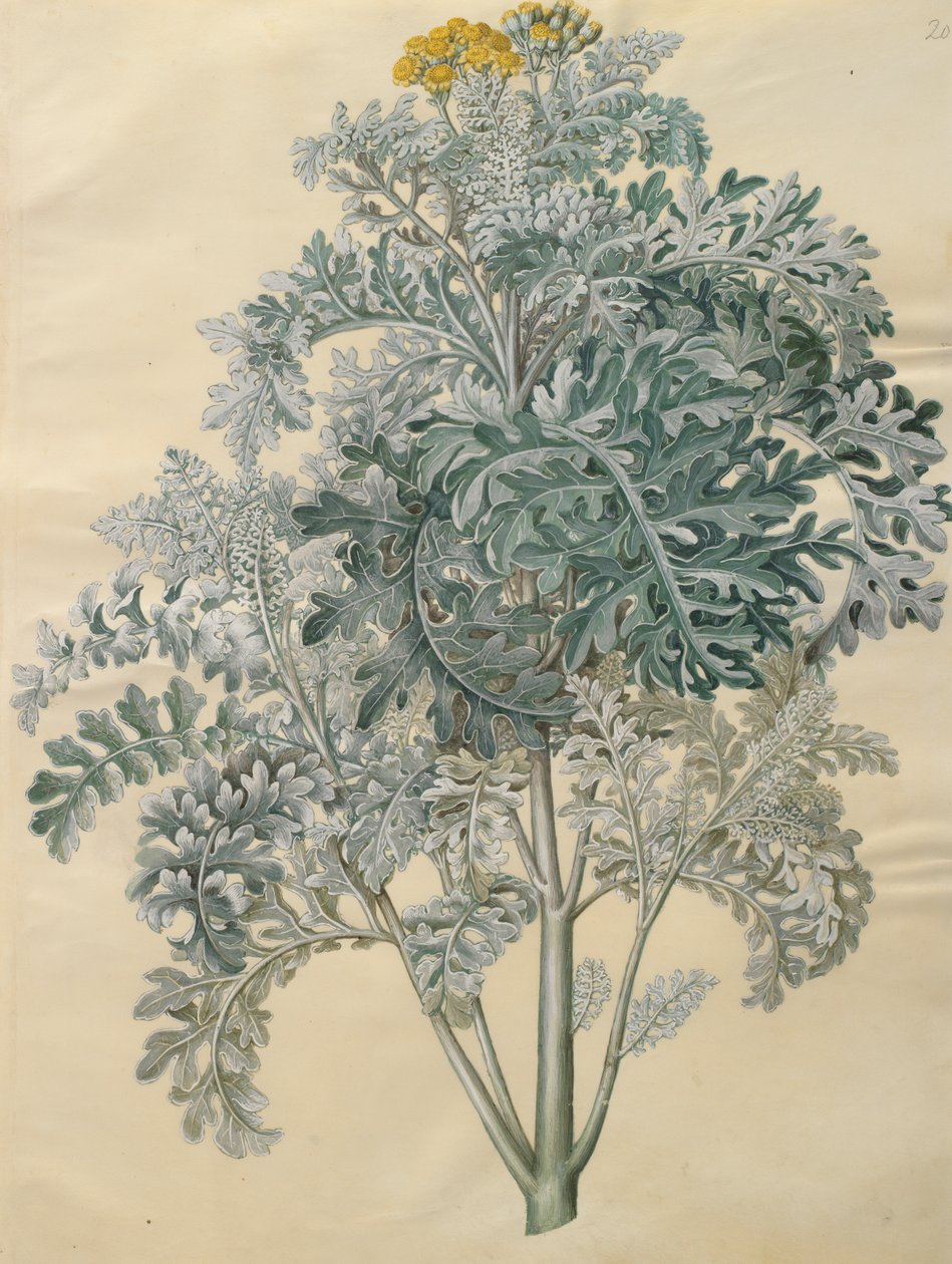 Jacobaea maritima z alba Gottorfer Codex, c.1650 (kvaš na pergamenu) od Hans Simon Holtzbecher