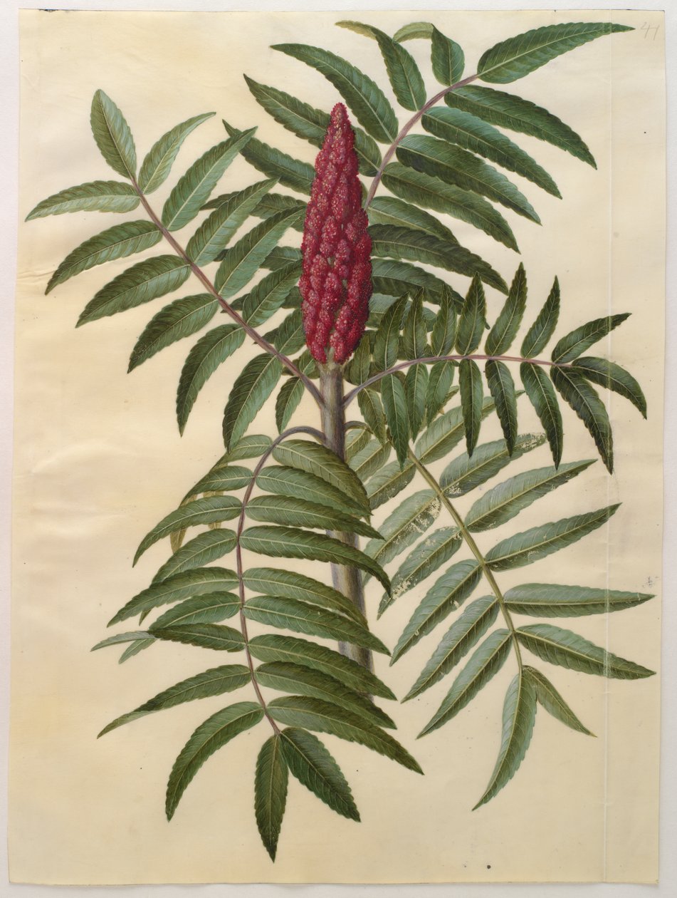 Rhus typhina z alba Gottorfer Codex, c.1650 (kvaš na pergamenu) od Hans Simon Holtzbecher
