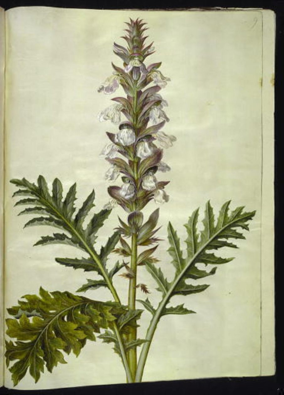 Acanthus hungaricus (hungarsk akantus) od Hans Simon Holtzbecker