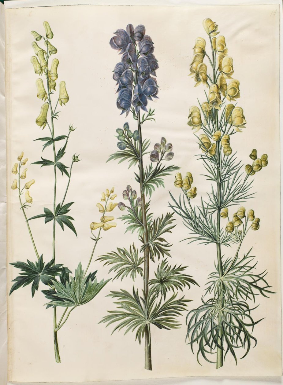 Aconitum lycoctonum (bouřlivák nordisk); Aconite napellus (Ægte stormhat); Aconite anthora (finbladet stormhat) od Hans Simon Holtzbecker