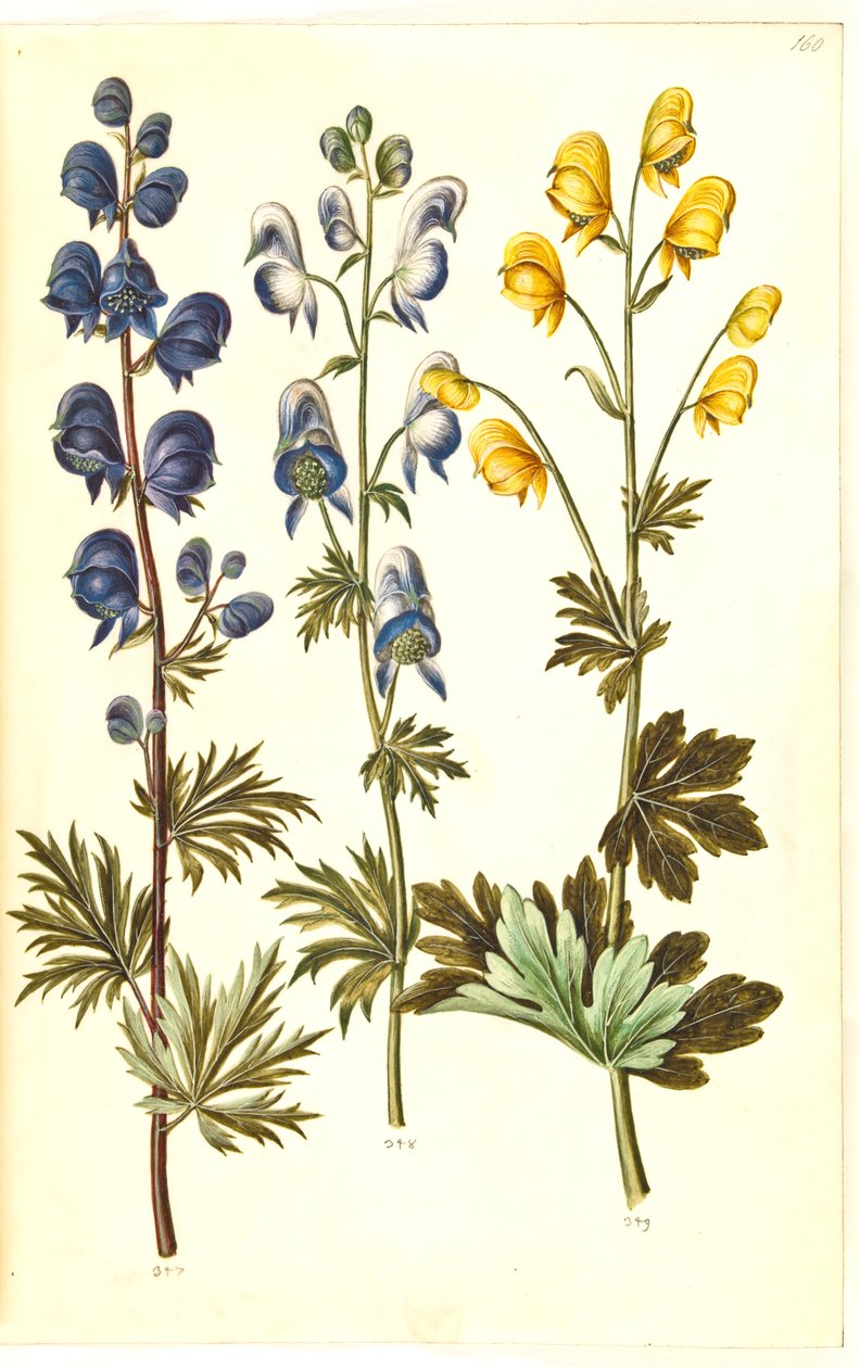 Aconite napellus (?) (Ægte stormhat); Akonit pestrý, evt. Aconitum ×cammarum (?) (broget stormhat, evt. have-stormhat); Aconite anthora (finbladet stormhat) od Hans Simon Holtzbecker