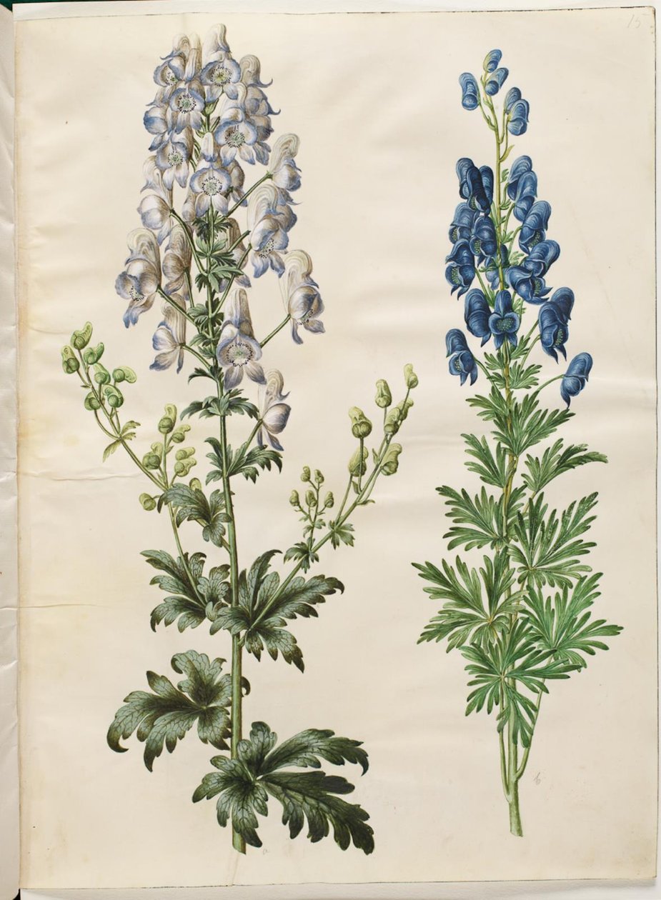 Aconite pestrý (broget stormhat); Aconite napellus (ægte stormhat) od Hans Simon Holtzbecker
