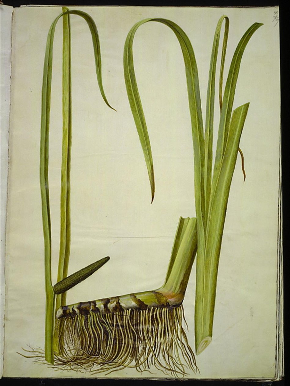 Acorus kalmus (almindelig kalmus) od Hans Simon Holtzbecker