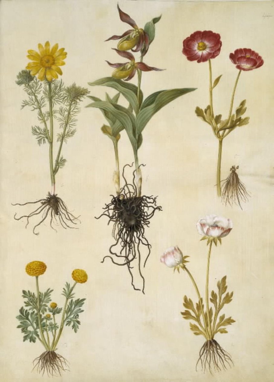Vernal Adonis (vår-adonis); Cypripedium calceolus (stor fruesko); Asijský pryskyřník (have-ranunkel); Buttercup (art af ranunkel) od Hans Simon Holtzbecker