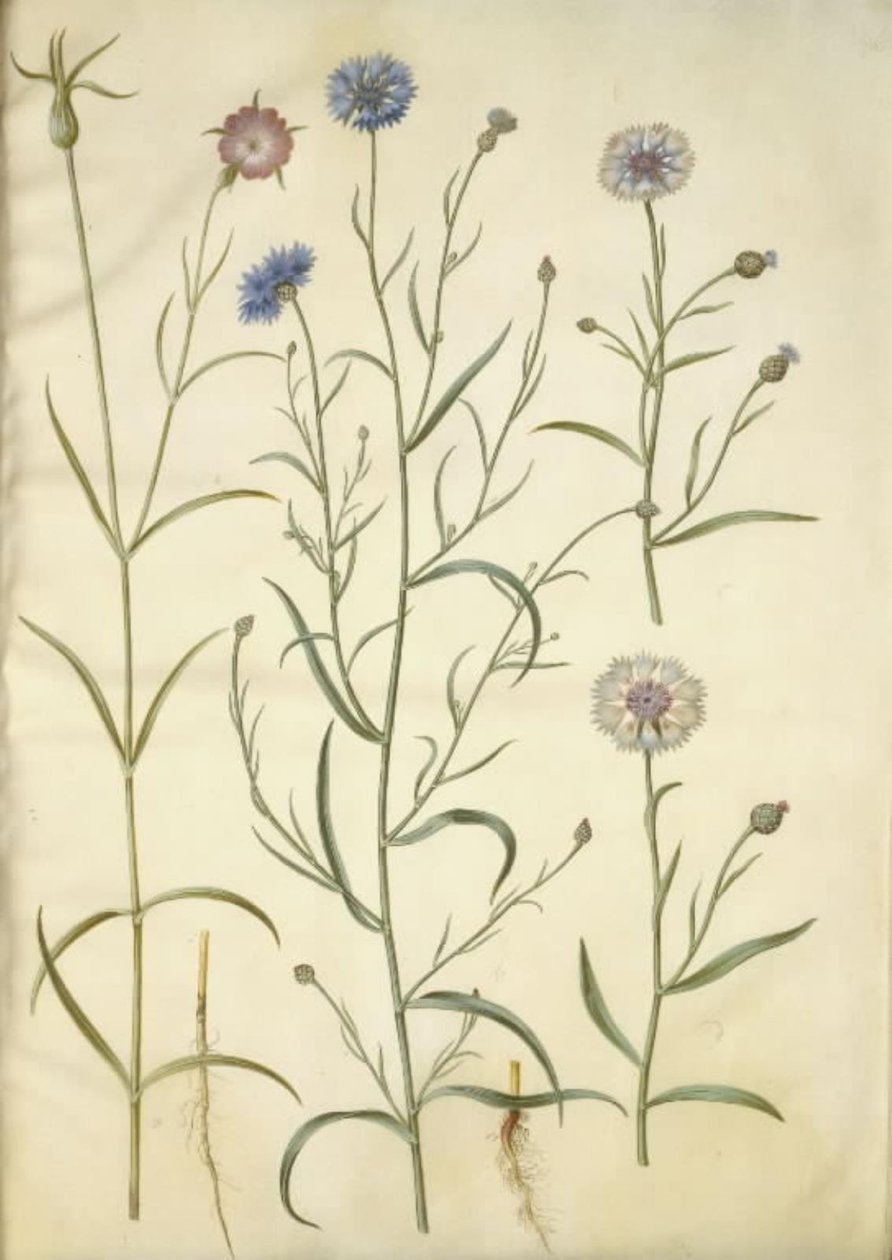 Agrostemma githago (obyčejný kámen); Centaurea cyanus (chrpa) od Hans Simon Holtzbecker