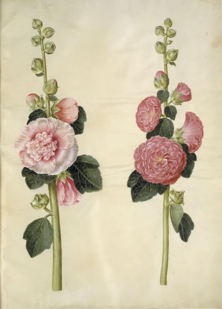 Alcea rosea (stokrosa) od Hans Simon Holtzbecker