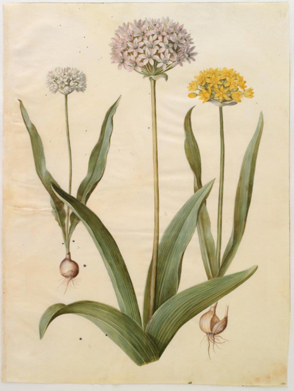 Allium moly (zlatá cibule); Allium nigrum (černá cibule) od Hans Simon Holtzbecker