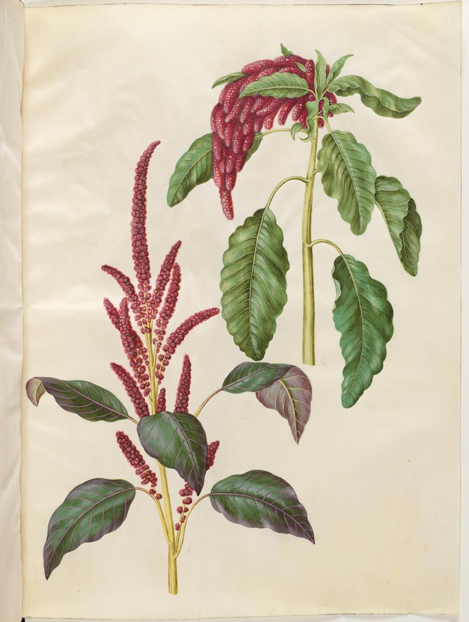 Amaranthus krvavý (amarant červený); Amaranthus caudate (revehale-amarant) od Hans Simon Holtzbecker