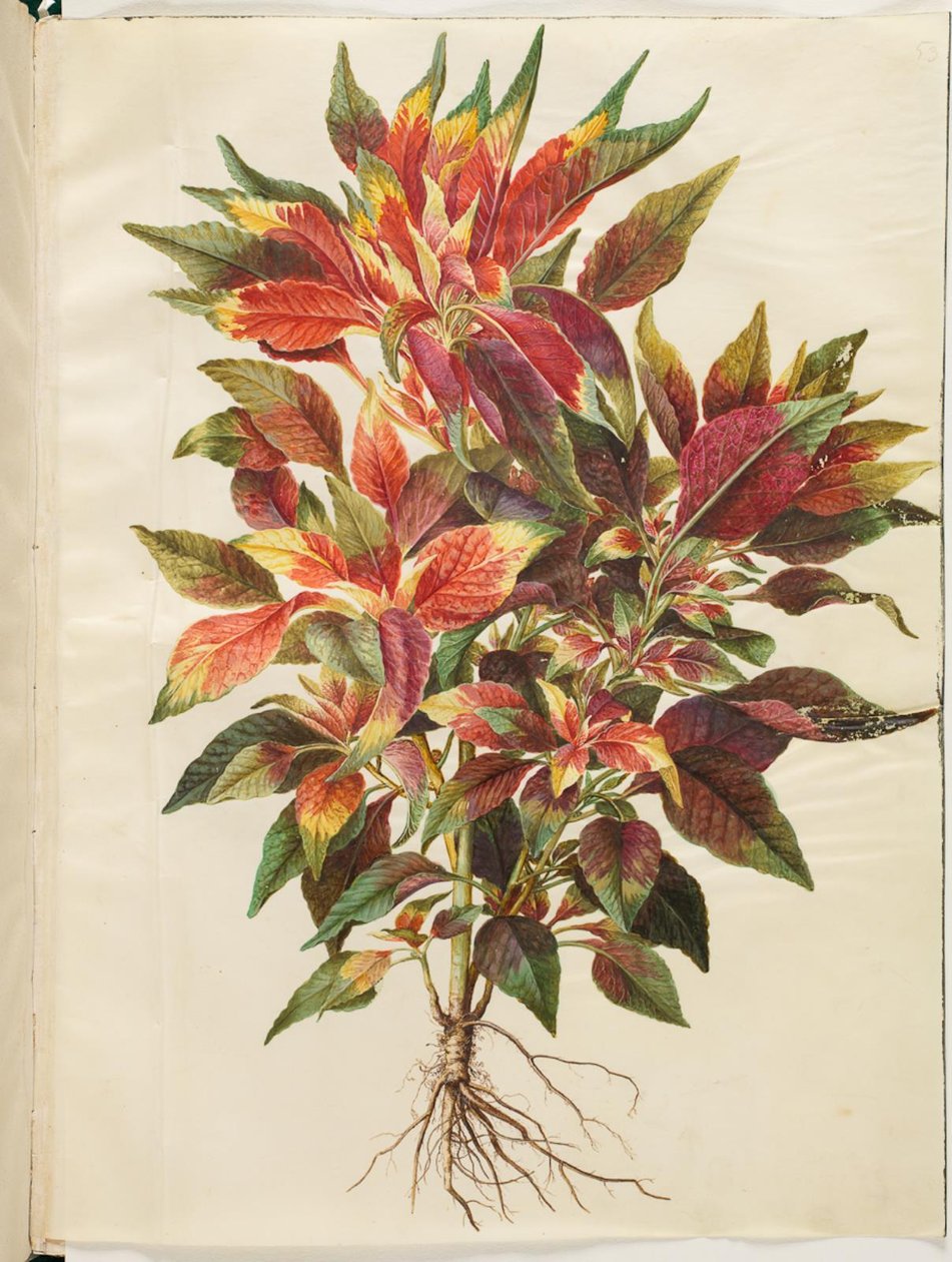 Amaranthus tricolor (papoušek amarant) od Hans Simon Holtzbecker