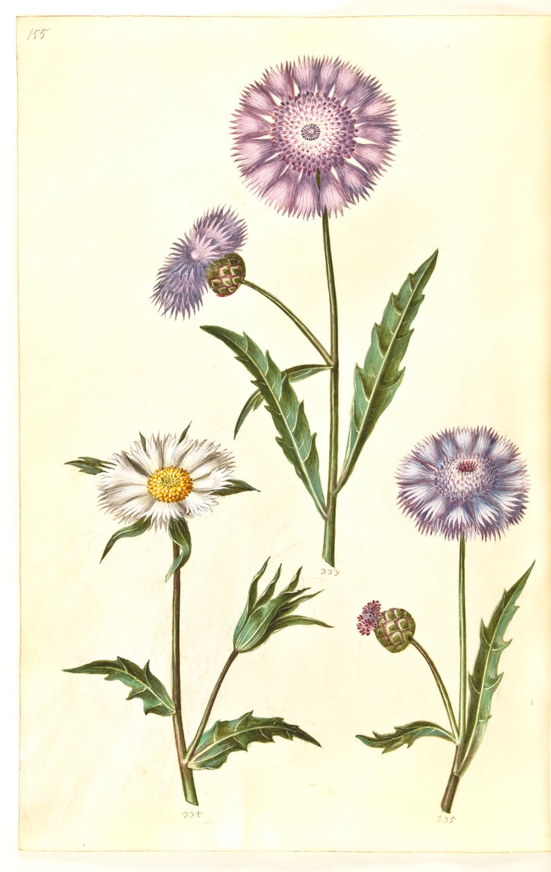 Amberboa moschata (sultán vůně) od Hans Simon Holtzbecker