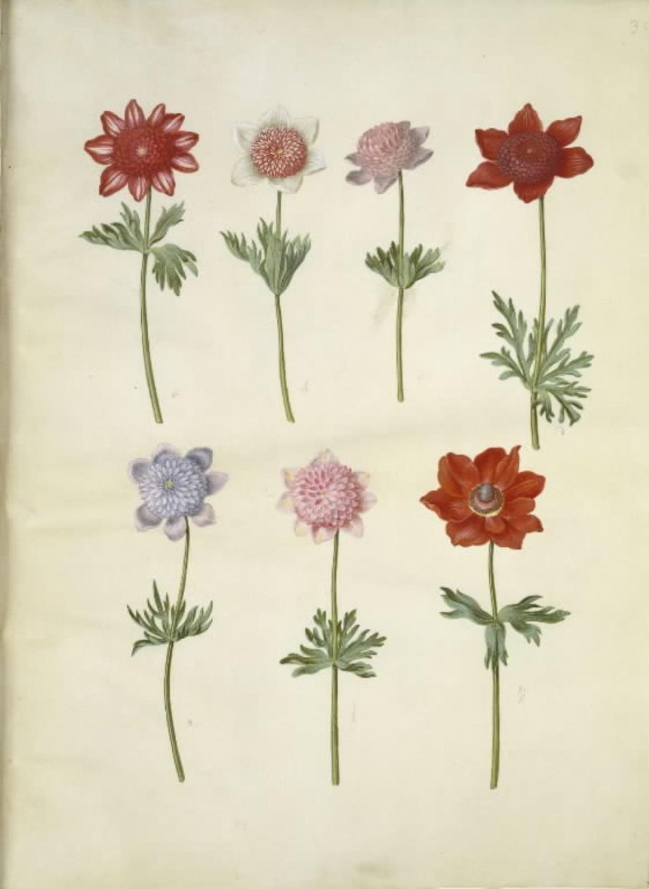 Anemone coronaria (sasanka franská) od Hans Simon Holtzbecker