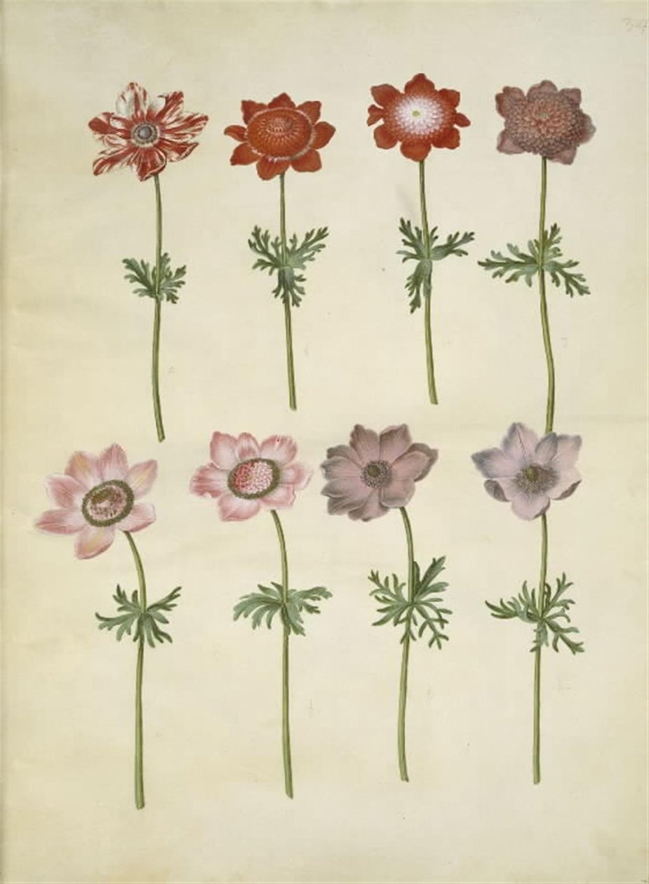 Anemone coronaria (sasanka franská) od Hans Simon Holtzbecker