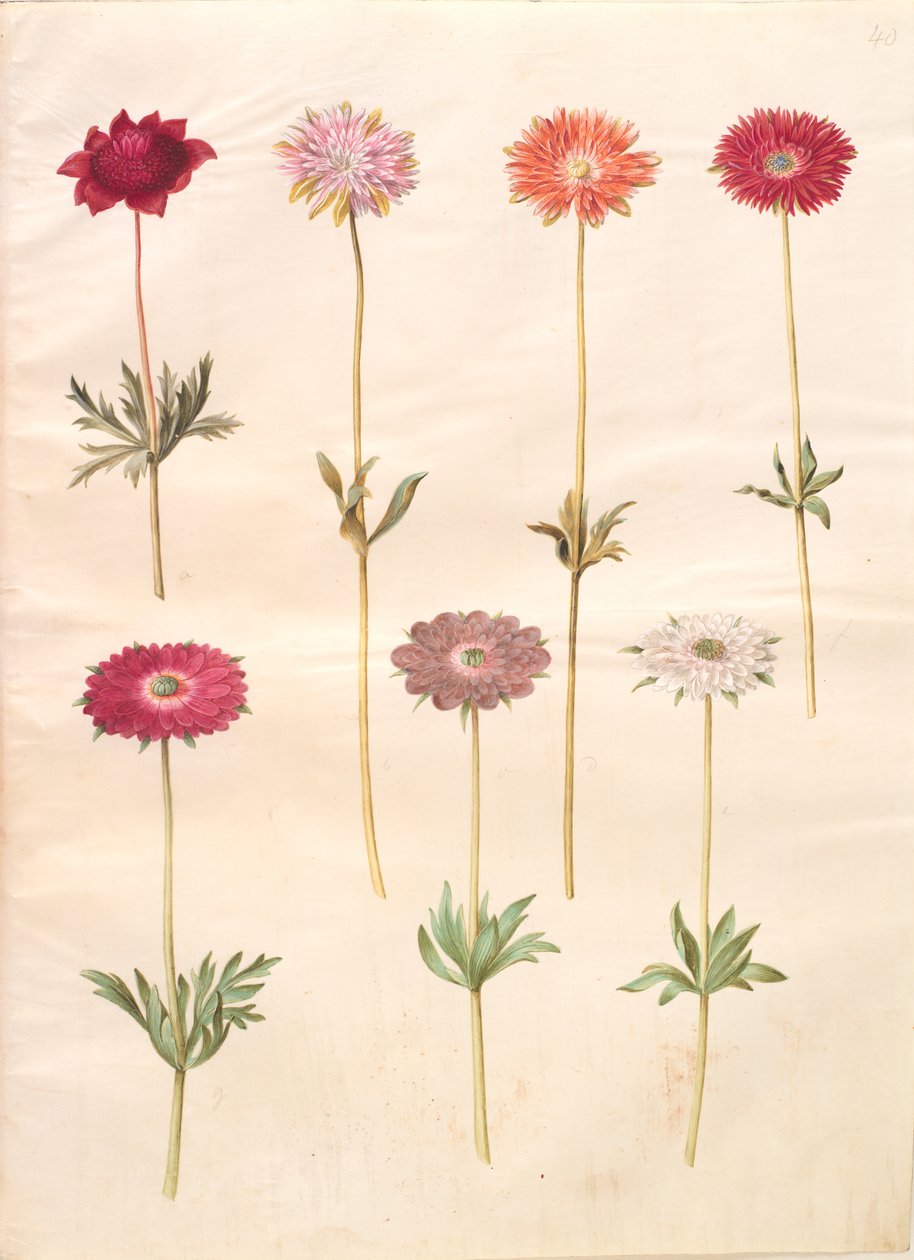 Anemone coronaria (francouzská sasanka); Sasanka ×fulgens (lesklá sasanka) od Hans Simon Holtzbecker