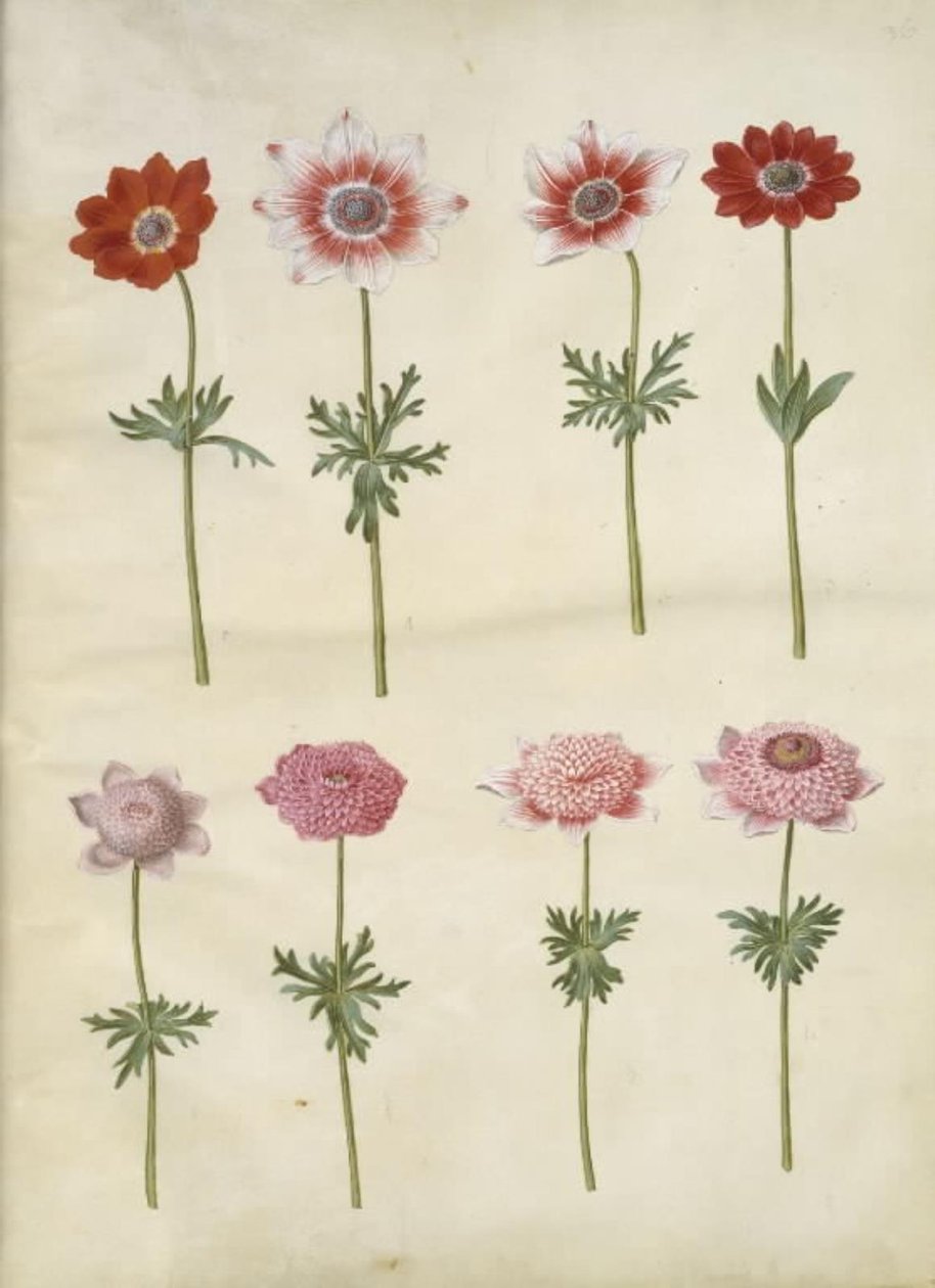 Anemone coronaria L. (sasanka francouzská); Anemone pavonina (paví sasanka) od Hans Simon Holtzbecker