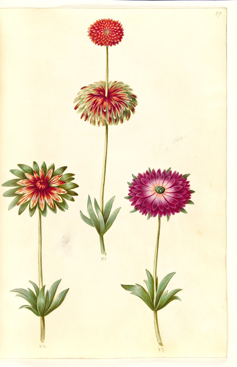 Sasanka ×fulgens (lesklá sasanka) od Hans Simon Holtzbecker