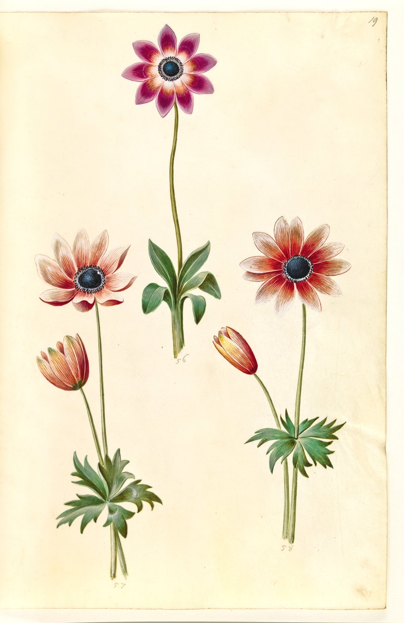 Anemone pavonina (paví sasanka) od Hans Simon Holtzbecker