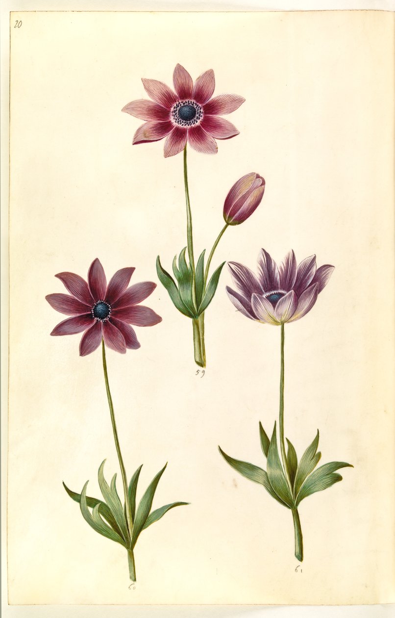 Anemone pavonina (paví sasanka) od Hans Simon Holtzbecker