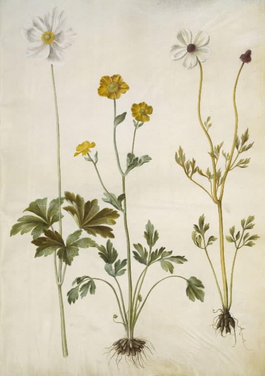 Anemone sylvestris (sasanka letní); Ranunculus monspeliacus (pryskyřník hedvábný); Ranunculus asiaticus (pryskyřník zahradní) od Hans Simon Holtzbecker