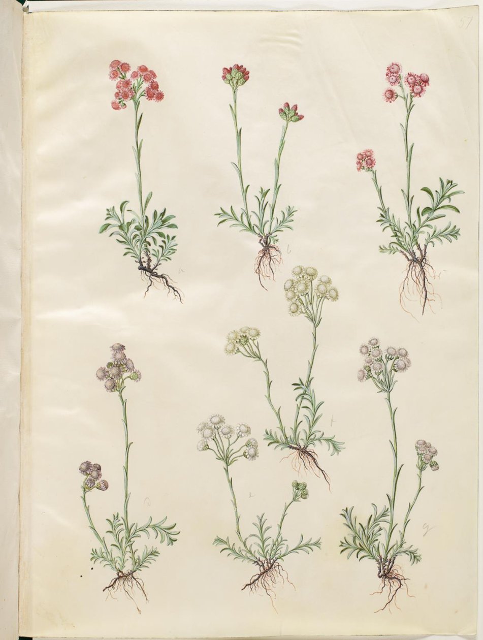 Antennaria dioica (kočičí noha) od Hans Simon Holtzbecker