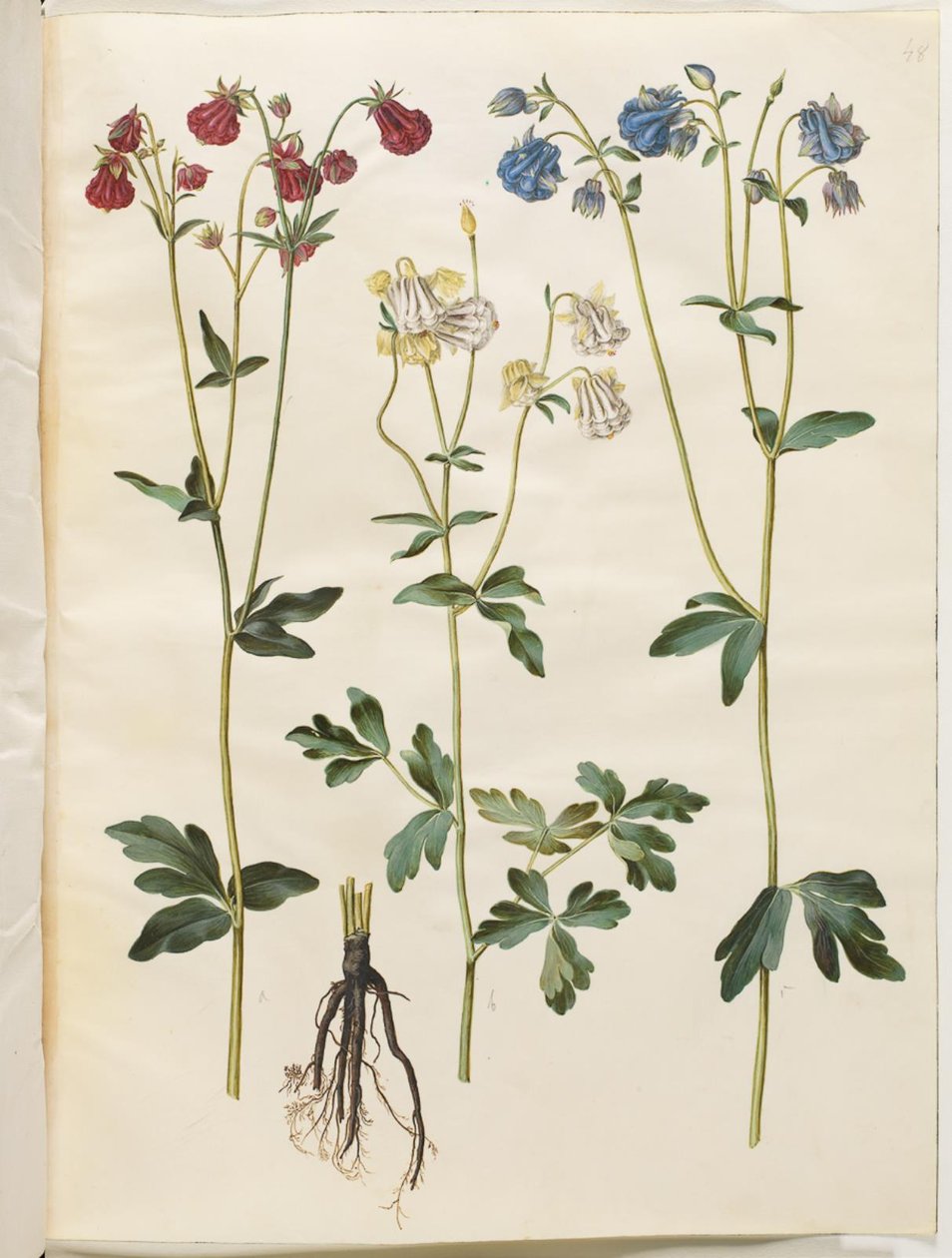 Aquilegia vulgaris (kolumbína obecná) od Hans Simon Holtzbecker