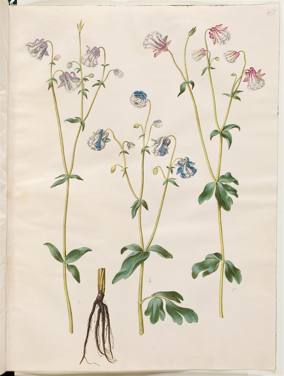 Aquilegia vulgaris (kolumbína obecná) od Hans Simon Holtzbecker