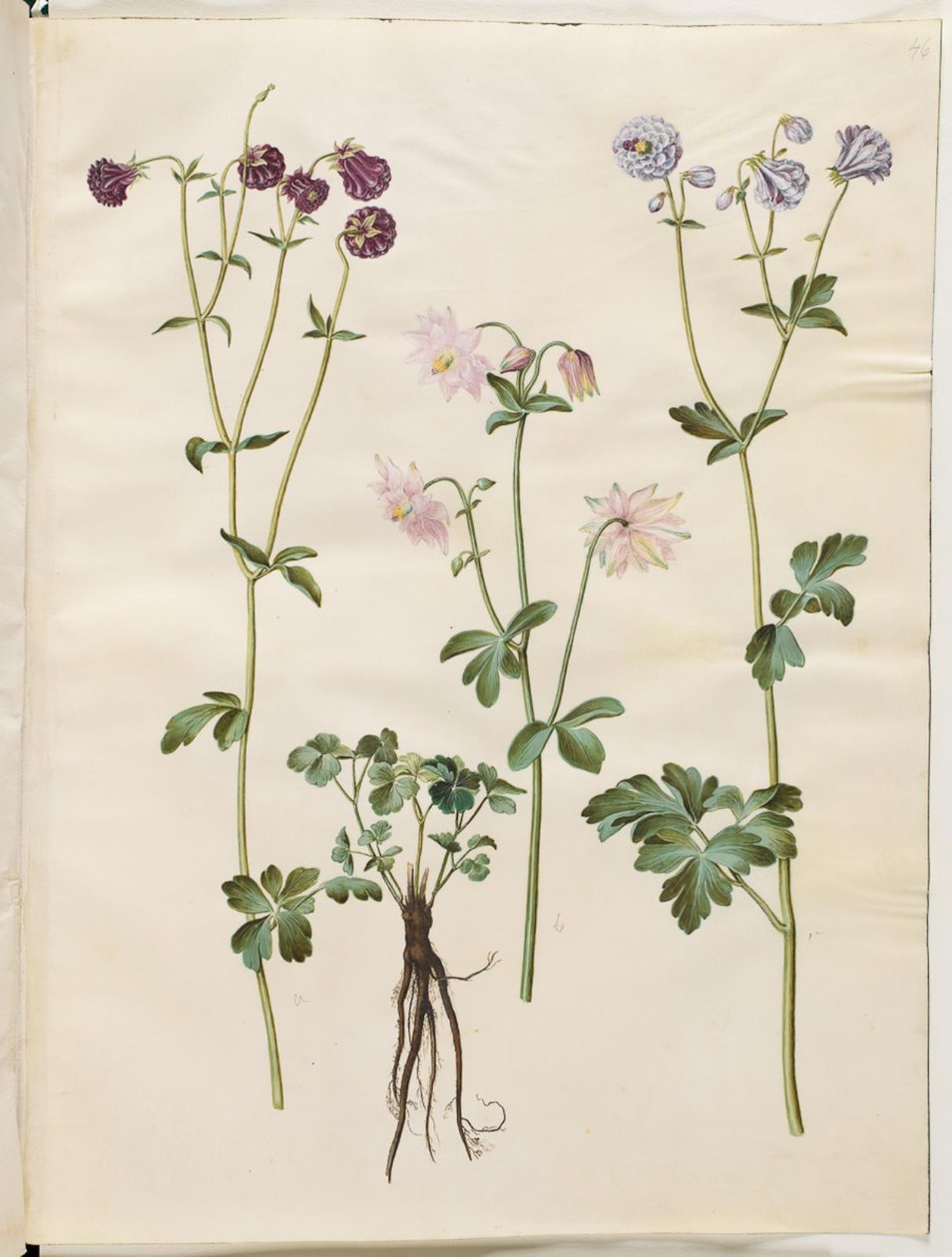 Aquilegia vulgaris (kolumbína obecná) od Hans Simon Holtzbecker