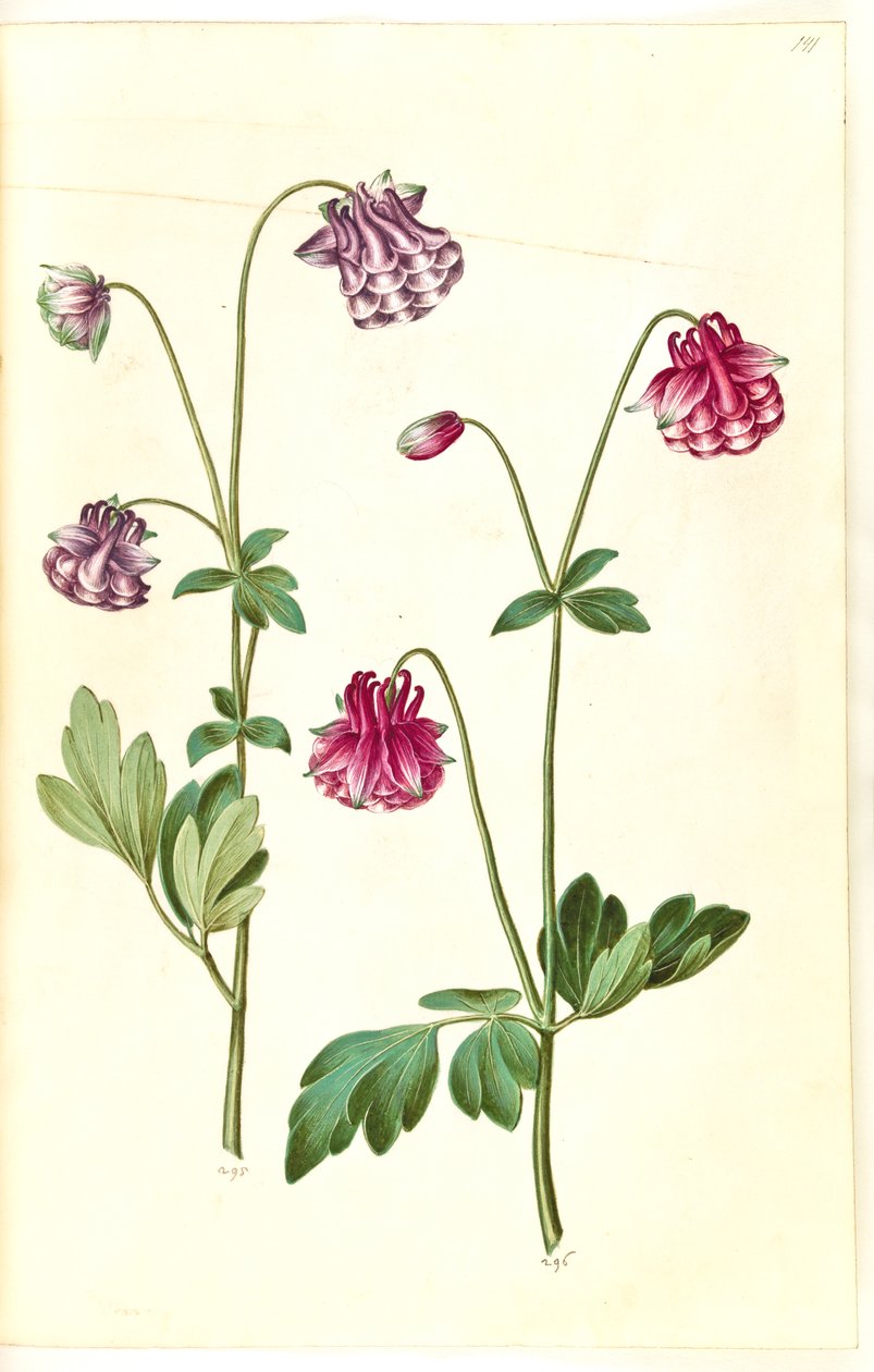 Aquilegia vulgaris (kolumbína obecná) od Hans Simon Holtzbecker